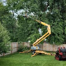 Best Storm Damage Tree Cleanup  in Harrisville, UT