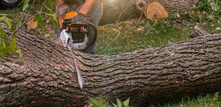 Best Tree Cabling and Bracing  in Harrisville, UT