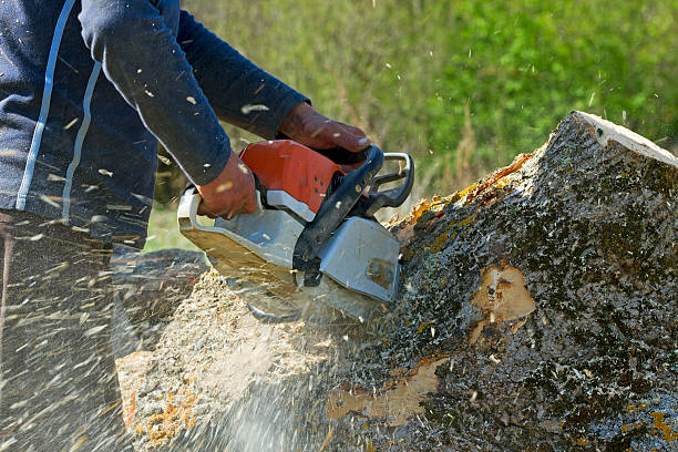 Best Tree Preservation Services  in Harrisville, UT